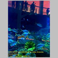43404 08 037 Dubai Mall, Aquarium, Dubai, Arabische Emirate 2021.jpg